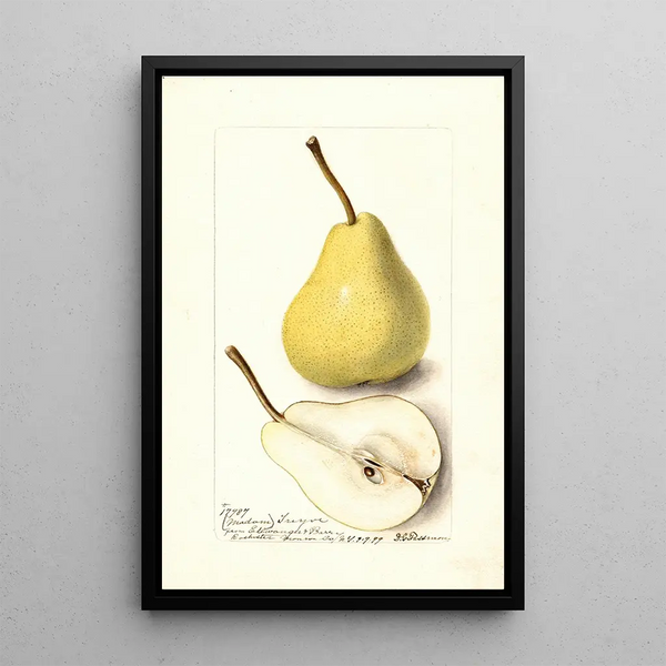 Pyrus communis Madame Treyve - Deborah Griscom Passmore — framed artwork on a wall