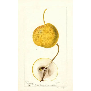 Pyrus communis Mikado - Deborah Griscom Passmore — artwork view