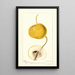 Pyrus communis Mikado - Deborah Griscom Passmore — framed artwork on a wall