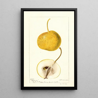 Pyrus communis Mikado - Deborah Griscom Passmore — framed artwork on a wall