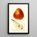 Reproduction of the painting Pyrus communis Ogerean - Deborah Griscom Passmore