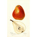 Reproduction of the painting Pyrus communis Ogerean - Deborah Griscom Passmore
