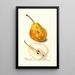 Reproduction of the painting Pyrus communis Président Gilbert - Deborah Griscom Passmore