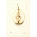 Pyrus communis Rossney - Deborah Griscom Passmore — artwork view