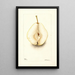 Pyrus communis Rossney - Deborah Griscom Passmore — framed artwork on a wall