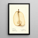 Reproduction of the painting Pyrus communis Souvenir du Congrès - Deborah Griscom Passmore