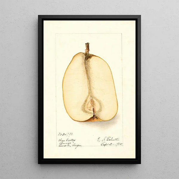 Reproduction of the painting Pyrus communis Souvenir du Congrès - Deborah Griscom Passmore
