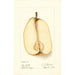 Reproduction of the painting Pyrus communis Souvenir du Congrès - Deborah Griscom Passmore