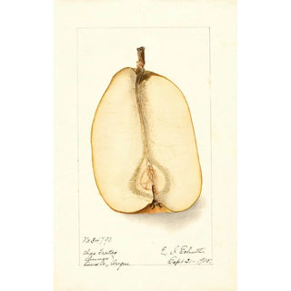 Reproduction of the painting Pyrus communis Souvenir du Congrès - Deborah Griscom Passmore