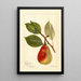 Reproduction of the painting Pyrus communis Beauté d'été - Deborah Griscom Passmore