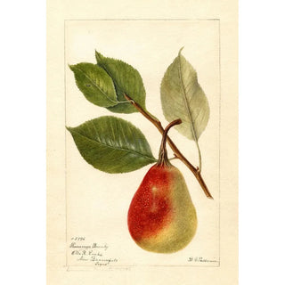 Reproduction of the painting Pyrus communis Beauté d'été - Deborah Griscom Passmore