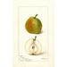 Pyrus communis Wiest - Deborah Griscom Passmore — artwork view