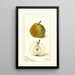 Pyrus communis Wiest - Deborah Griscom Passmore — framed artwork on a wall