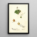Reproduction of the painting Ribes - Deborah Griscom Passmore
