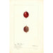 Ribes Industrie - Deborah Griscom Passmore — artwork view