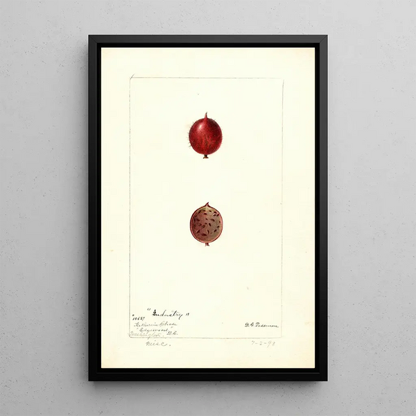 Ribes Industrie - Deborah Griscom Passmore — framed artwork on a wall