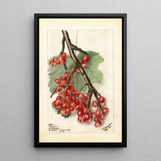 Reproduction of the painting Ribes Perfection - Deborah Griscom Passmore
