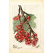 Reproduction of the painting Ribes Perfection - Deborah Griscom Passmore
