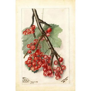 Reproduction of the painting Ribes Perfection - Deborah Griscom Passmore