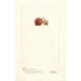 Reproduction of the painting Ribes Ribesgros Abenarius - Deborah Griscom Passmore