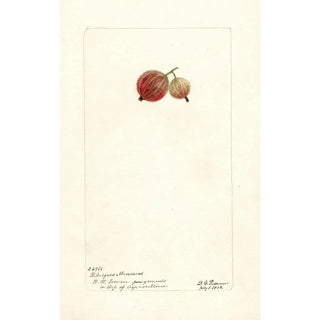 Reproduction of the painting Ribes Ribesgros Abenarius - Deborah Griscom Passmore