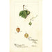 Reproduction of the painting Ribes - Deborah Griscom Passmore