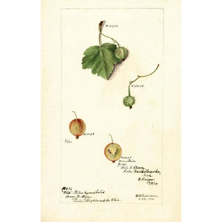 Reproduction of the painting Ribes - Deborah Griscom Passmore