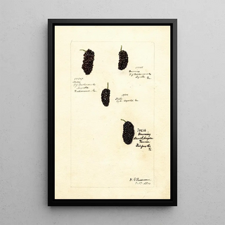 Rubus - Deborah Griscom Passmore — framed artwork on a wall