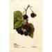 Rubus Blowers - Deborah Griscom Passmore — artwork view