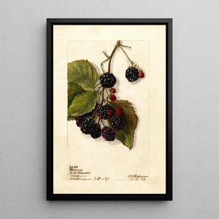 Rubus Blowers - Deborah Griscom Passmore — framed artwork on a wall