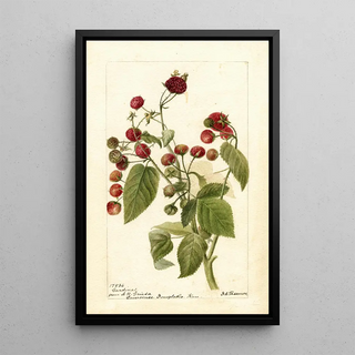 Reproduction of the painting Rubus Cardinal - Deborah Griscom Passmore