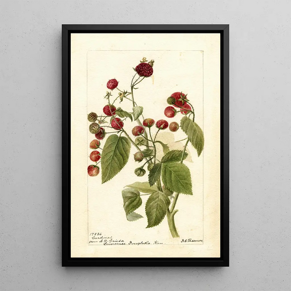 Reproduction of the painting Rubus Cardinal - Deborah Griscom Passmore