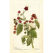 Reproduction of the painting Rubus Cardinal - Deborah Griscom Passmore