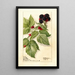 Reproduction of the painting Rubus Conrath - Deborah Griscom Passmore