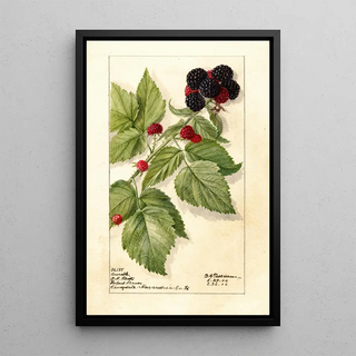 Reproduction of the painting Rubus Conrath - Deborah Griscom Passmore