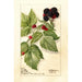 Reproduction of the painting Rubus Conrath - Deborah Griscom Passmore