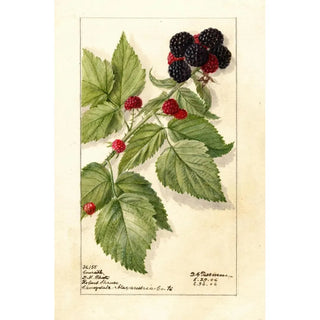 Reproduction of the painting Rubus Conrath - Deborah Griscom Passmore