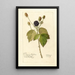 Reproduction of the painting Rubus Everblooming - Deborah Griscom Passmore