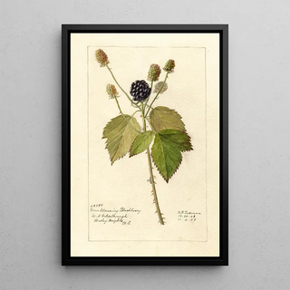 Reproduction of the painting Rubus Everblooming - Deborah Griscom Passmore