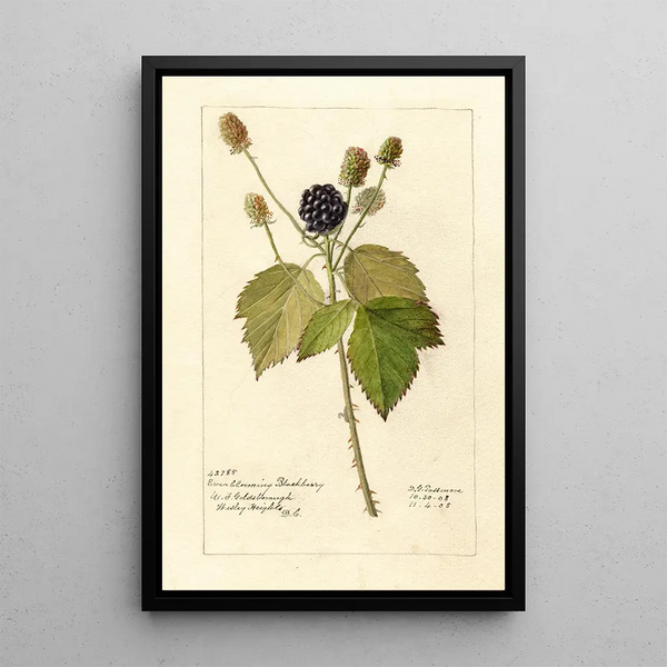 Reproduction of the painting Rubus Everblooming - Deborah Griscom Passmore