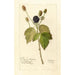 Reproduction of the painting Rubus Everblooming - Deborah Griscom Passmore