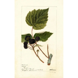 Rubus Gault - Deborah Griscom Passmore — artwork view