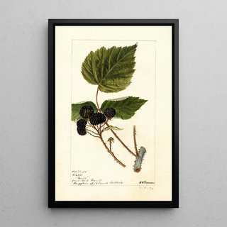 Rubus Gault - Deborah Griscom Passmore — framed artwork on a wall