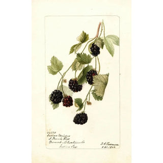 Rubus Young Indian - Deborah Griscom Passmore — artwork view
