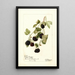 Rubus Young Indian - Deborah Griscom Passmore — framed artwork on a wall