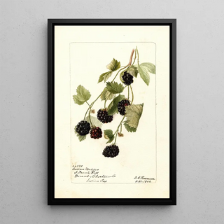 Rubus Young Indian - Deborah Griscom Passmore — framed artwork on a wall