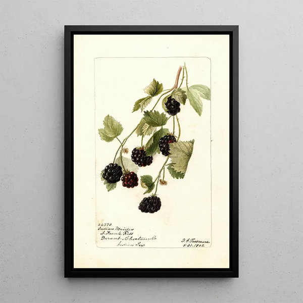 Rubus Young Indian - Deborah Griscom Passmore — framed artwork on a wall