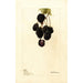 Rubus Lawton - Deborah Griscom Passmore — artwork view