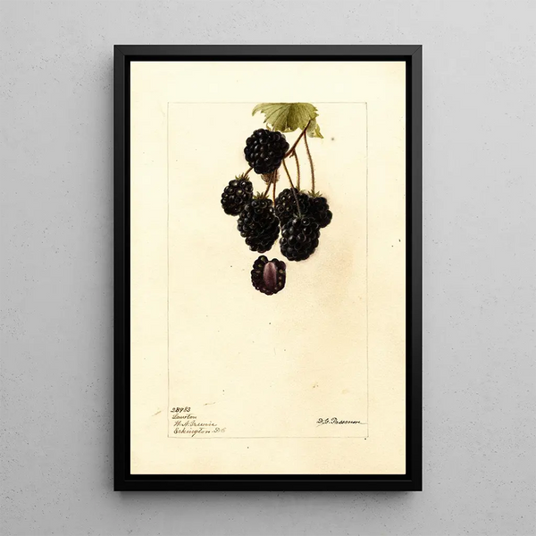 Rubus Lawton - Deborah Griscom Passmore — framed artwork on a wall