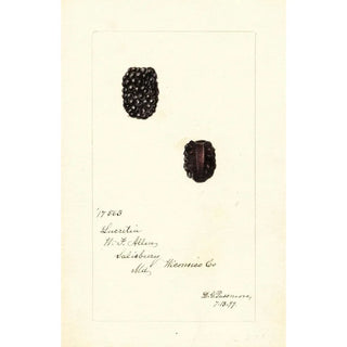 Rubus Lucretia - Deborah Griscom Passmore — artwork view